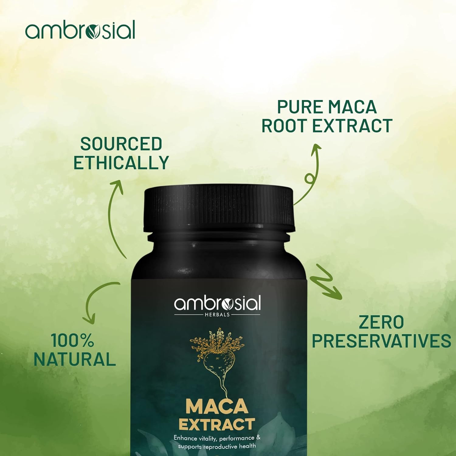 Ambrosial Maca Root Capsules for Women & Men - High Strength 500 Maca mg per Capsule, Supports Stamina & Energy - Natural Maca Root High Strength (Pack of 2-120 Capsules)